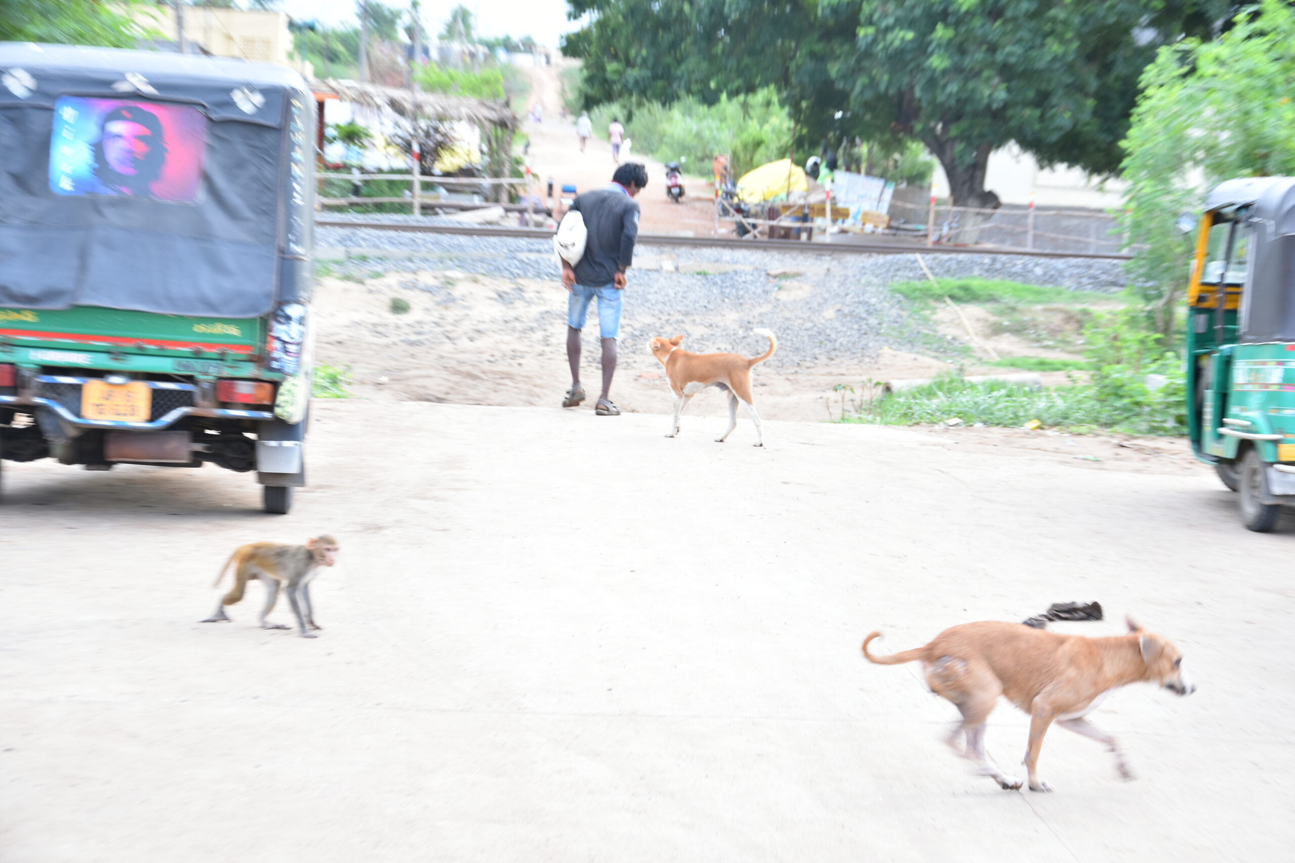 Being menaced by dogs