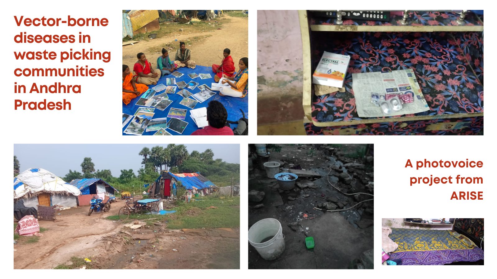 Collage of images from the Vector borne diseases project