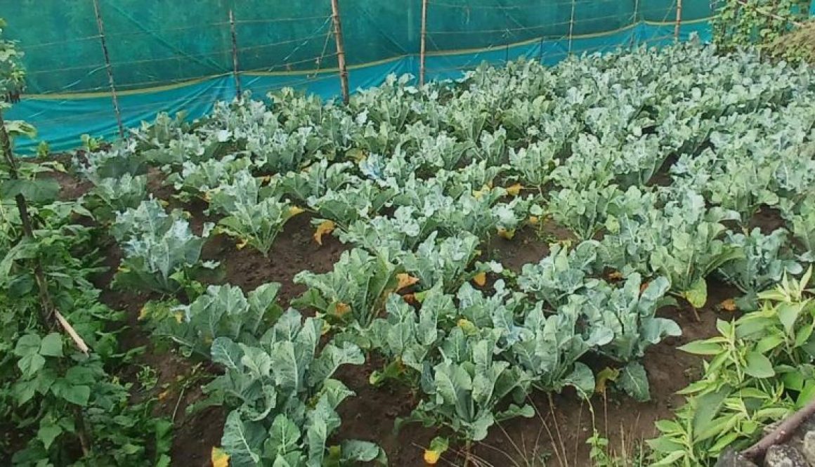 Kitchen Garden