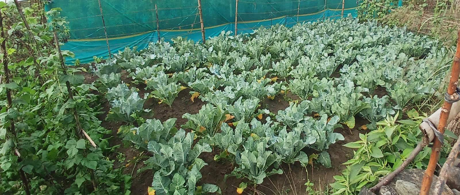 Kitchen Garden